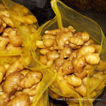 Fresh Fresh Ginger Whole Ginger Price